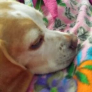 Meet your Posher, Kimber